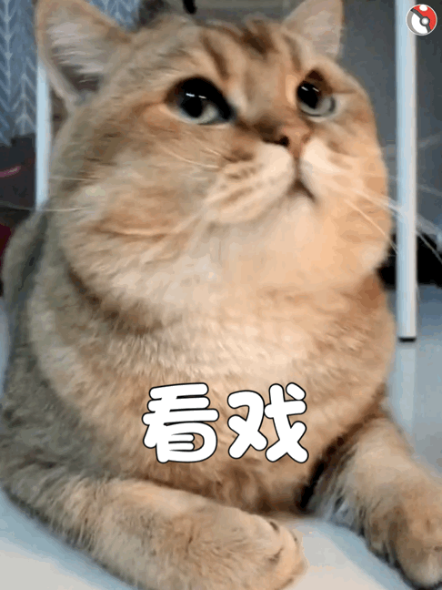 撸猫党狂喜！这套猫咪动图表情包直接戳中萌点