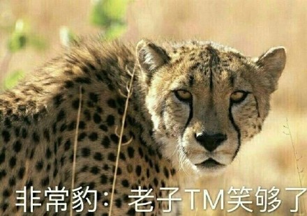 整理好了！斗图党速来收这批精选表情包