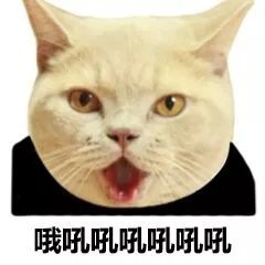 猫脸熊猫人聊天表情包合集