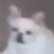 吉娃娃专属表情包合集来啦