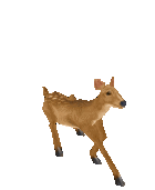 聊天斗图必备！超全小动物GIF动图表情包合集