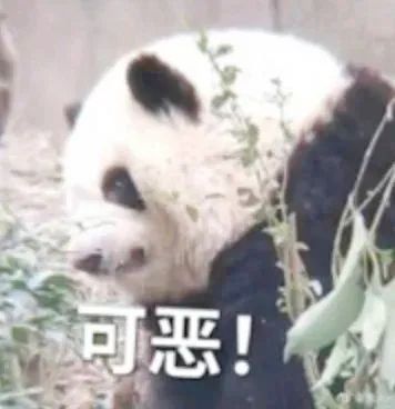 大熊猫聊天表情包合集