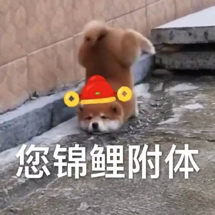 过年讨红包就用它！狗狗拜年表情包合集