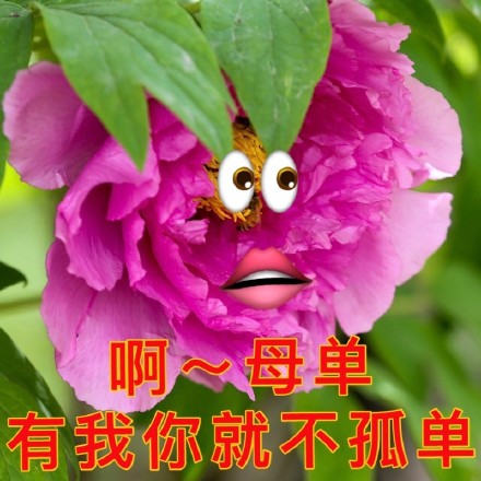 七夕整活表情包来了！牡丹、布谷鸟、孤寡青蛙三连安排