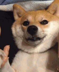 养猫养狗的看过来！这套动图表情包太好用了