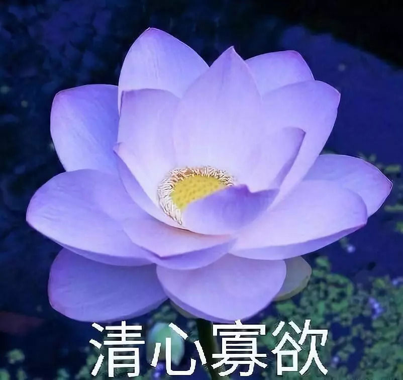 中老年佛系荷花表情包头像火了 主打松弛感治愈风