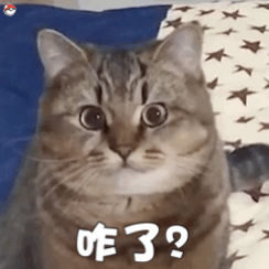 超实用！一组超萌猫咪动态表情包合集