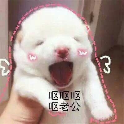 猫咪撒娇卖萌表情包合集来啦