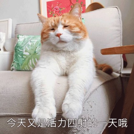 emo感拉满！这套丧系猫咪表情包太戳人了