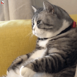 超实用！一组超萌猫咪动态表情包合集