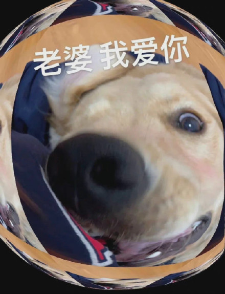 超甜修狗表情包！喊老婆开门、说我爱你都安排上了