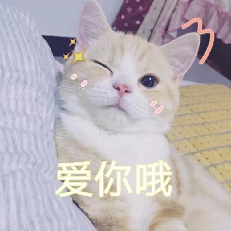 超治愈！一组软萌猫咪聊天表情包