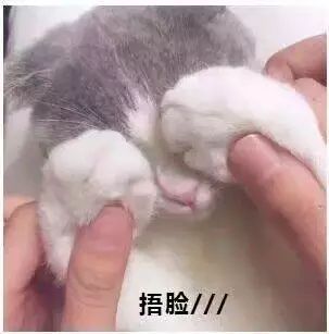 超实用害羞感表情包合集来了