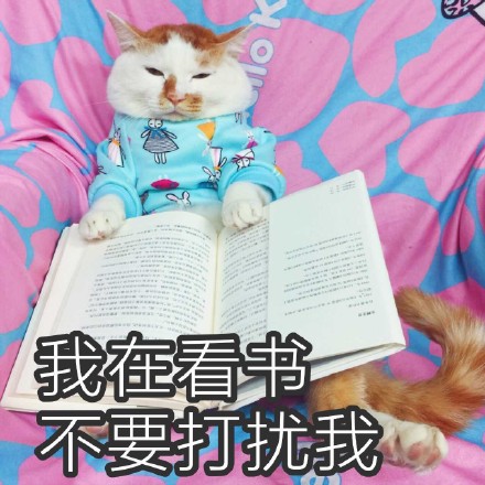 猫咪时装秀现场太可爱了