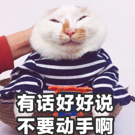 猫咪时装秀现场太可爱了