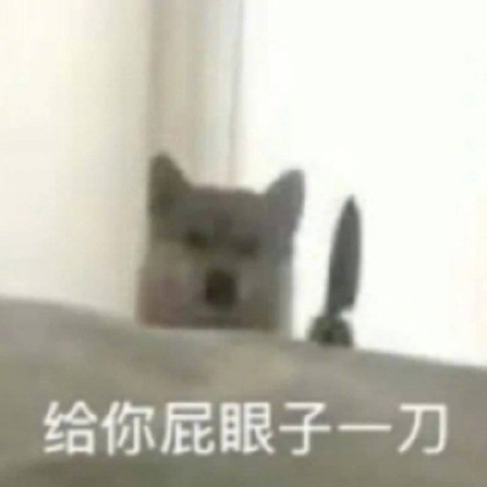 狗狗表情包合集｜给你p眼子来一刀系列