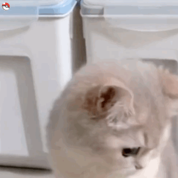 猫咪柴犬合集来啦！作者标注来自宇宙饼饼oba