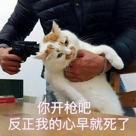 超全猫咪表情包合集来啦，斗图必备！