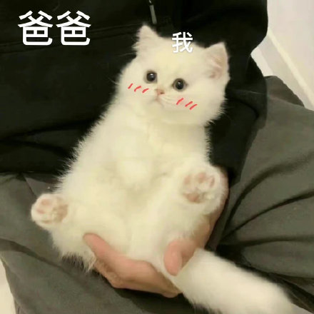 爸宝大嘴猫表情包来了 聊天斗图用得上