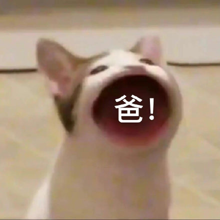 爸宝大嘴猫表情包来了 聊天斗图用得上