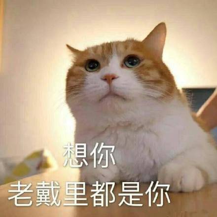 撸猫党集合！这套猫咪表情包太适合斗图了