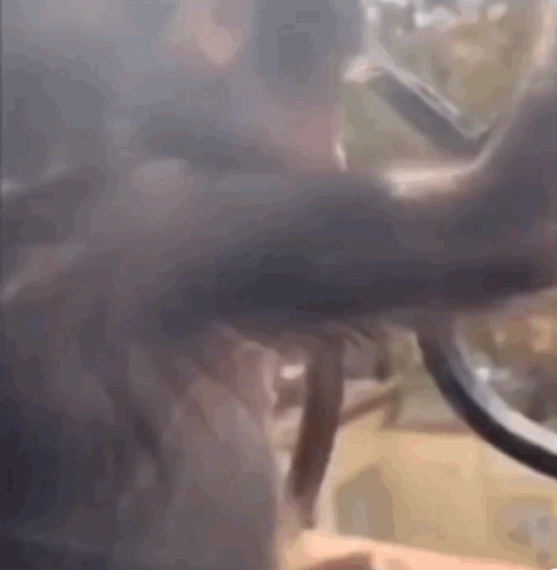 猴猴主题动图表情包合集来了