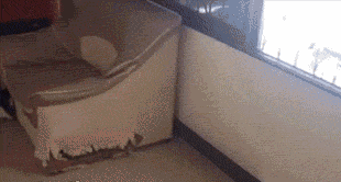 哈士奇，网友戏称的“狼版半成品”