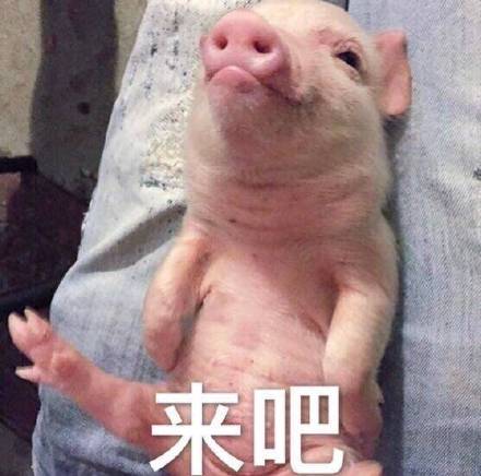 超萌猪猪表情包来啦！