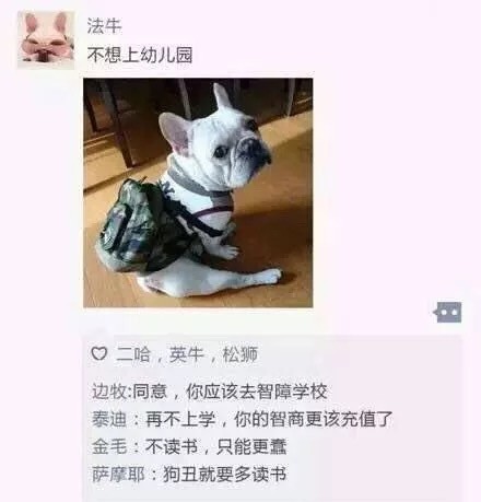 汪星人版朋友圈日常表情包合集