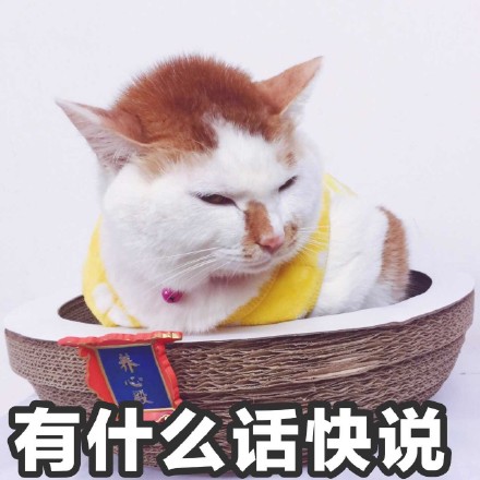 猫咪时装秀现场太可爱了
