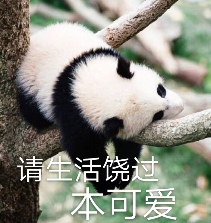圆滚滚熊猫表情包来啦！聊天斗图直接用