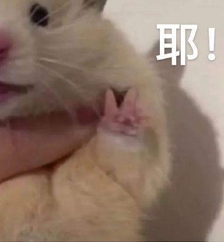 超好用！可爱又好玩的聊天斗图表情包合集