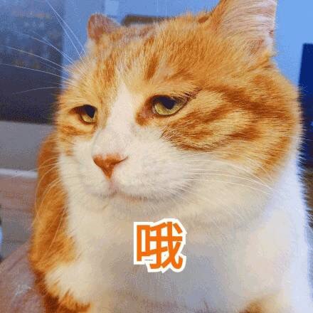 emo感拉满！这套丧系猫咪表情包太戳人了