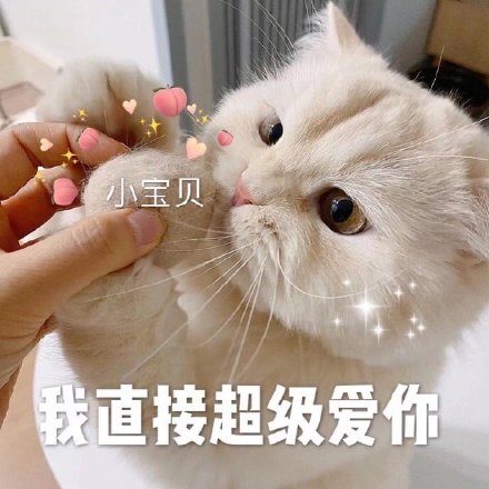 今天的猫猫斗图表情包来啦