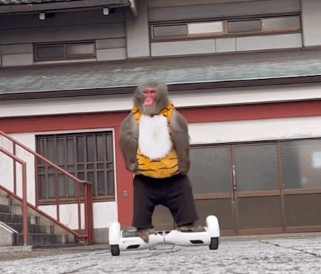 猴猴主题动图表情包合集来了