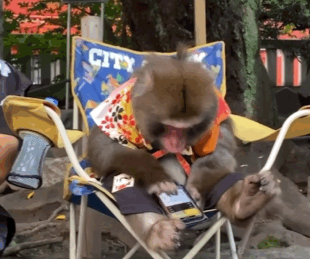 猴猴主题动图表情包合集来了