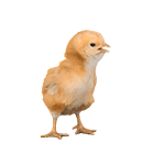 聊天斗图必备！超全小动物GIF动图表情包合集