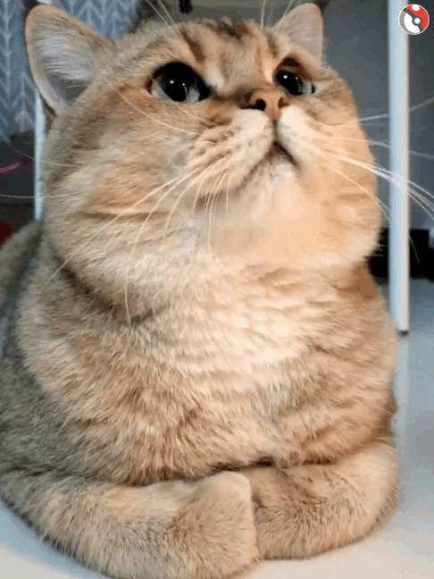 撸猫党狂喜！这套猫咪动图表情包直接戳中萌点