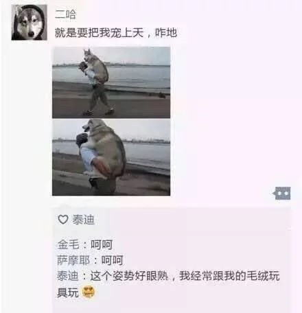汪星人版朋友圈日常表情包合集