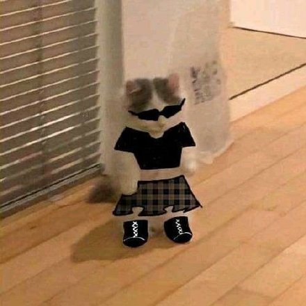 铲屎官必备！超萌猫猫穿衣表情包合集