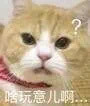 聊天斗图神器！猫狗高糊表情包合集来啦
