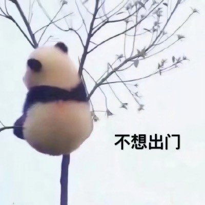 大熊猫可爱表情包合集来啦