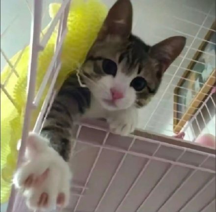 超火神经猫猫表情包合集