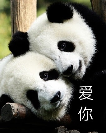 圆滚滚熊猫表情包来啦！聊天斗图直接用