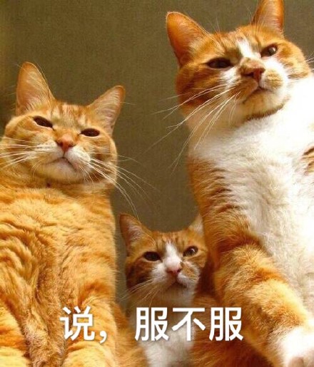 这款喵星人搞事表情包，斗图时直接拿捏气场