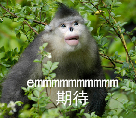 自带烈焰红唇的滇金丝猴表情包来啦