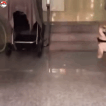 猫咪柴犬合集来啦！作者标注来自宇宙饼饼oba