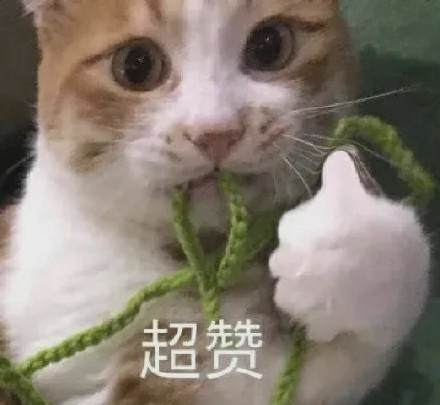 超实用猫猫表情包合集