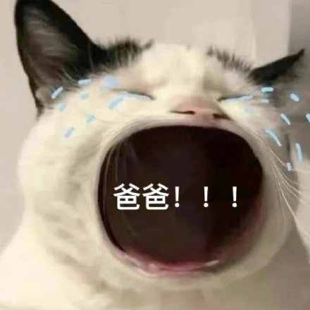 爸宝大嘴猫表情包来了 聊天斗图用得上