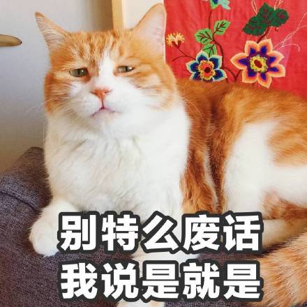 猫咪表情包第十弹来啦！